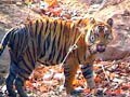 Video : MP govt demands tiger census re-evaluation