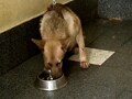

Adopting a stray