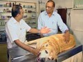 

Vegetarian food for your pet