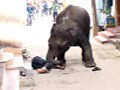 Video : Wild elephants on rampage in Mysore city, one killed