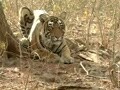 Video : In Sariska, new plan to monitor tigers