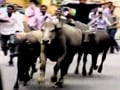 Video : Buffaloes used as shields by Osmania protesters