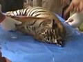 Video: Tiger cub killed by speeding vehicle in Corbett