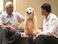 

Prevent your pets from heat-strokes