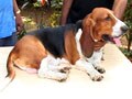 

Importance of Anaesthesia for pets