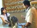 

How to treat infections in dogs