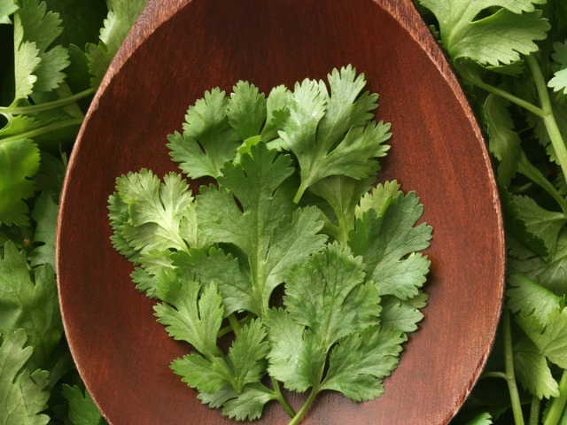 5 Ways To Keep Coriander Fresh At Home