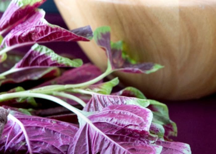 Gluten-Free Amaranth: Exciting Ways to Add it to Your Diet Gluten-Free Amaranth: Exciting Ways to Add it to Your Diet