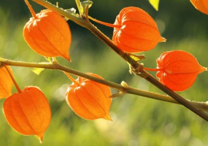 10 Things You Didn't Know About Ashwagandha 10 Things You Didn't Know About Ashwagandha