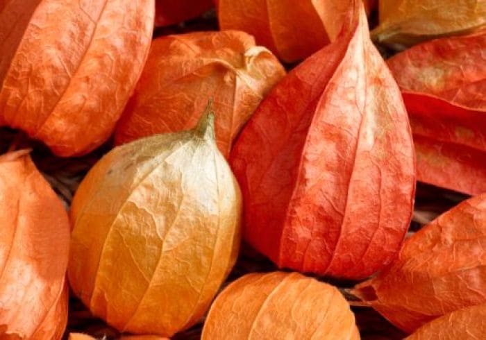 10 Things You Didn't Know About Ashwagandha 10 Things You Didn't Know About Ashwagandha