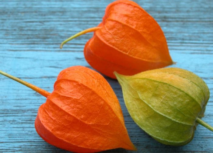 10 Things You Didn't Know About Ashwagandha 10 Things You Didn't Know About Ashwagandha