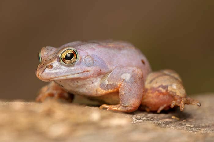 Indian Purple Frog Indian Purple Frog
