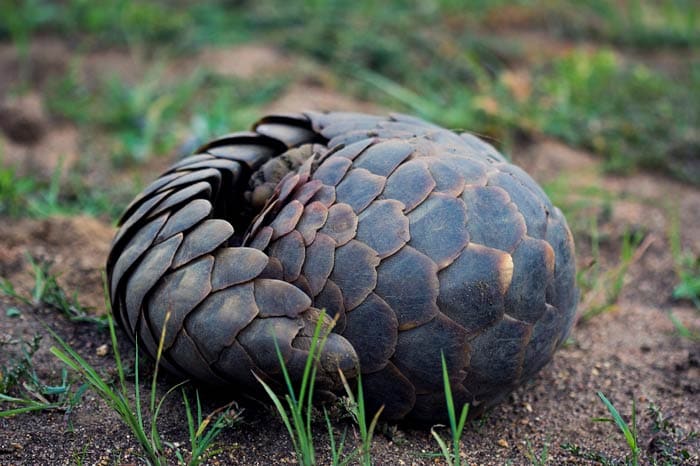 Pangolin Pangolin