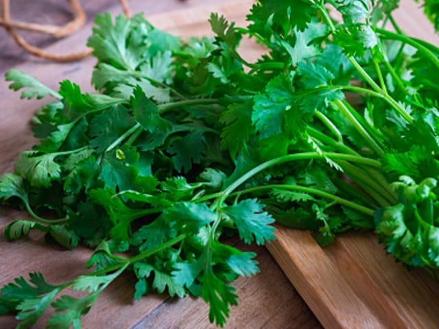 Photo : Follow These Simple Steps to Keep Your Coriander Fresh
