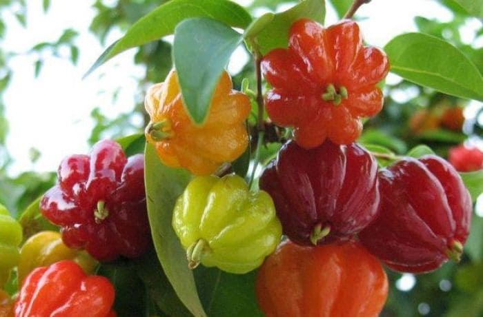 Top 10 Chillies in Order of Hotness Top 10 Chillies in Order of Hotness