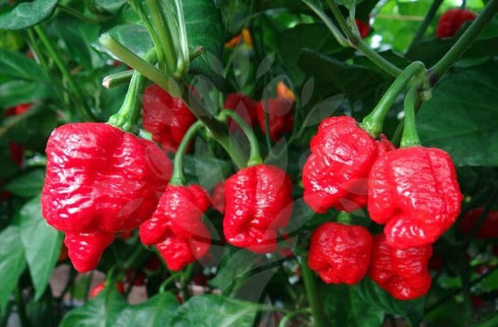 Top 10 Chillies in Order of Hotness Top 10 Chillies in Order of Hotness