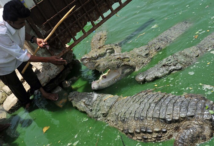 A Pakistani devotee feeds sacred crocodiles in a pond at the Manghopir Shrine on the outskirts of Karachi on June 13, 2010, the first day of the Sheedi Festival. The Sheedi festival, named after the inhabitants of the area, is held near Saint Kwaja Hasan's shrine which is said to be the oldest Sufi shrine in the city. The Sheedi community follows a legend which says that saints found redemption here and during the festival feed the sacred crocodiles, beat drums and other musical instruments and sing songs. (Photo: AFP)