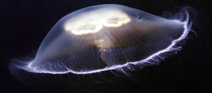 In this May 26 photo, a jellyfish with its translucent body and many short, fringe-like, white tentacles, makes its way in the ocean near Three Islands, off of Harpswell, Maine. There is a four-leaf clover pattern near the center and according to the Maine Audubon Society, the jellyfish can sting its prey, but it is harmless to humans. (Photo: AP)