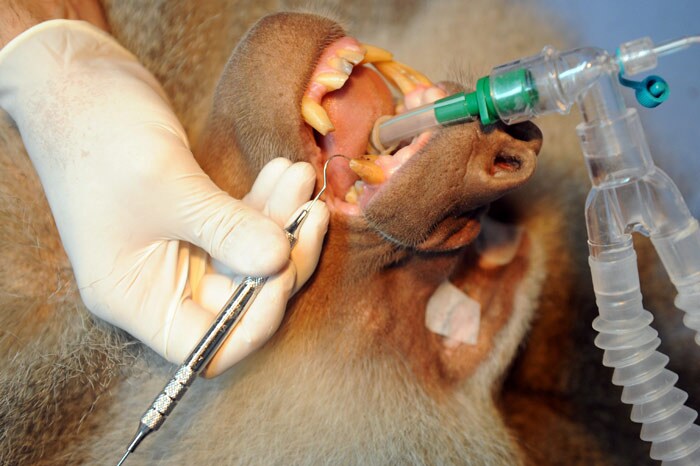 Veterinarians treat a fang of a baboon monkey (Papio hamadryas), at the Santa Fe zoo on June 9, 2010 in Medelllin, Antioquia department, Colombia. (Photo: AFP)