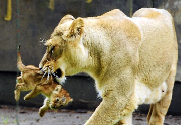 Asian lioness Koyla picks up one of her five lion cubs at the Planckendael zoo in Mechelen, on June 10, 2010. Eight weeks ago, Koyla gave birth to the five cubs yet the gender of the cubs is still unknown. Planckendael takes part in an international breeding programme for the endangered lion species. (Photo: AFP)