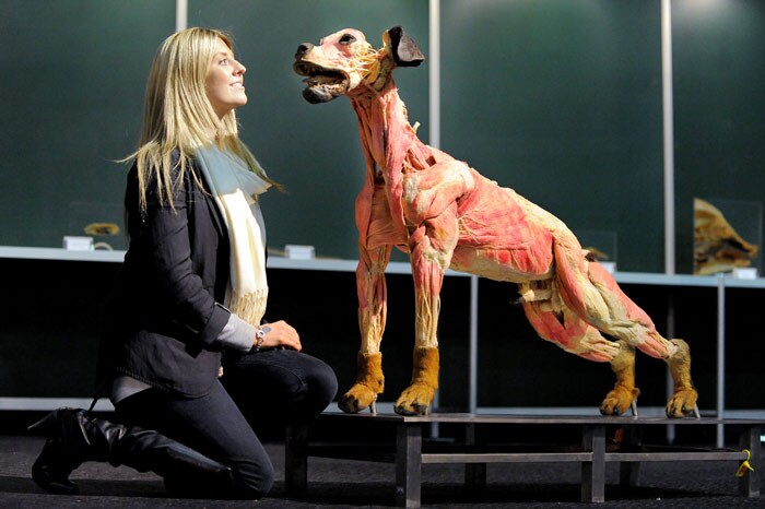 Amanda Mathews inspects a dog at the Amazing Bodies exhibition which showcases a variety of whole animal bodies that haven been plastinated, displaying their internal organs, muscles and body parts, true to life and in a way never seen before by the general public, in Melbourne on June 9, 2010. Having its world debut in Melbourne, the exhibition is a captivating display of science and 'avant-garde' art that is both amazing, confronting - and to some shocking! Staying true to every physical detail, visitors are offered an opportunity to see and understand the anatomy of animals. (Photo: AFP)