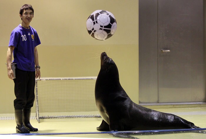 A sea lion, Baron, and his trainer play with a football during a new attraction to support the Japanese national football team's efforts at the Shinagawa Aqua Stadium aquarium in Tokyo on June 8, 2010, for the FIFA World Cup in South Africa. (Photo: AFP)