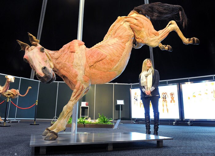 Amanda Mathews inspects a horse at the Amazing Bodies exhibition which showcases a variety of whole animal bodies that haven been plastinated, displaying their internal organs, muscles and body parts, true to life and in a way never seen before by the general public, in Melbourne on June 9, 2010. (Photo: AFP)