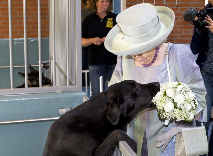 Ivo, a 1 year old male dog which is being trained to become a guide dog, takes a unexpected bite from the bouquet of Dutch Queen Beatrix in Amstelveen, The Netherlands, on  May 26, 2010. The Queen attended the 75th of the Royal Dutch Guide Dog Foundation (KNGF Geleidehonden) in Amstelveen. (Photo: AFP)