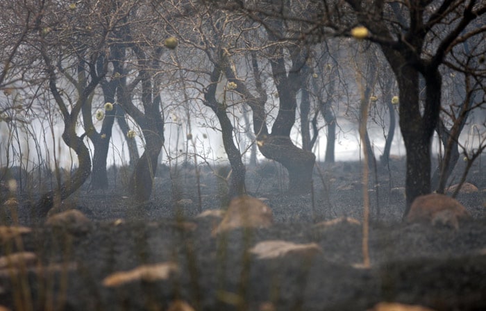 Burnt trees and shrubs are seen at the Gamla National Park on May 27, 2010. A bush fire which reports said was sparked by an army live-fire exercise raged through a park in the Israeli-occupied Golan Heights on scorching an ancient archaeological site. Gamla is the site of an ancient Jewish town destroyed in 67 CE during a revolt against Roman rule. According to Jewish historian Flavius Josephus, Roman soldiers killed 4,000 of the cliff-top town's 9,000 defenders and the remainder committed suicide by hurling themselves into a canyon below. (Photo: AFP)