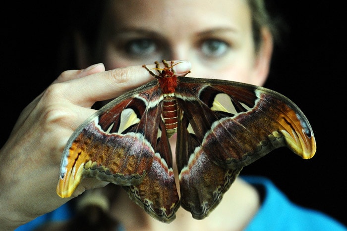 Employee Jo Maxwell, poses for photographers with an Atlas moth, during a photocall at Kew Gardens in London on May 27, 2010. Kew Gardens' summer festival runs from May 29 to September 5, and they have added displays to their Prince of Wales Conservatory to illustrate the relationship between flowering plants and their pollinators. (Photo: AFP)