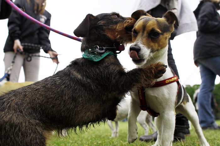 Two dogs play together on May 30, 2010 at the Champs-de-Mars, in Paris, during the first "dogdating" ever set in France. Copied on Speedating, this event, organised by Gardicanin company, allows dog owners and their pets to meet dogsitters in preparation for holidays. (Photo: AFP)