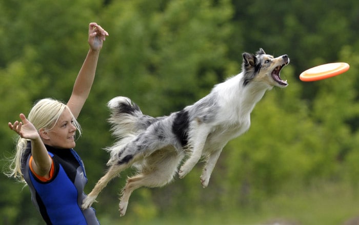 A border collie jumps to catch a Frisbee during the European Disk Dog competition in Mogyorod, Hungary, on Sunday, May 30, 2010. The competition is the qualification race for the upcoming Skyhoundz World Championship. (Photo: AP)