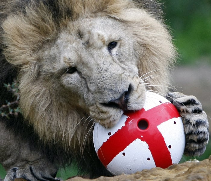 Lucifer, a male Asiatic lion, holds a football painted in the England colours in his mouth at London's Zoo in Regents Park London, on Thursday, May, 27, 2010. The zoo gave the media a opportunity to film the lion playing with a ball filled with meat and painted in the colours of England, who are due to compete in the the World Cup in South Africa. (Photo: AP)