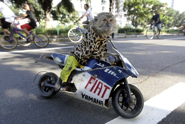 A trained monkey performs tricks on a wooden replica of a racing bike made resembling that of Italian MotoGP rider Valentino Rossi's as cyclists rides past by, in Jakarta, Indonesia, on Sunday, May 30, 2010. (Photo: AP)