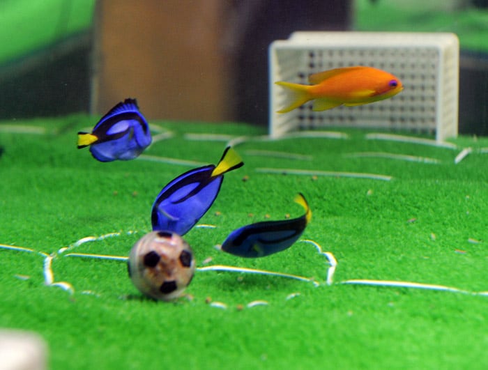 Blue palett surgeon fish and orange sea-perch pick at a fishbait football, in a football field decorated fishtank at the Hakkeijima Sea Paradise aquarium in Yokohama, suburban Tokyo on June 1, 2010. The new attraction is for the upcoming FIFA World Cup in South Africa. Japan (blue team color) will play against Netherlands (orange) in the first round of the World Cup. (Photo: AFP)