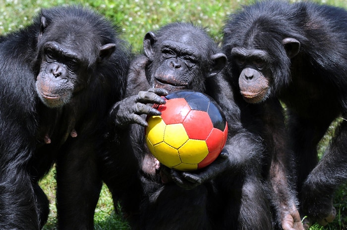 A group of chimpanzee play with a football in the colours of the German national flag at the Serengeti-Park in the northern German city of Hodenhagen on June 1, 2010. With just over a week to go before the start of the FIFA 2010 World Cup in South Africa excitement is rising around the world. (Photo: AFP)