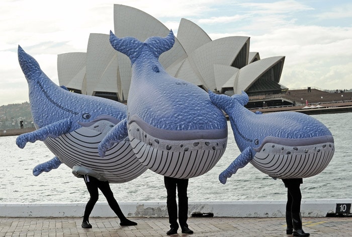 Inflatable humpback whales with the Sydney Opera House (top), help to launch the official start of the whale watching season in Sydney on June 1, 2010. From May through to late July, thousands of whales travel from their summer feeding grounds in Antartica passing by Australia's east coast on their way to warmer waters to mate and calve. (Photo: AFP)