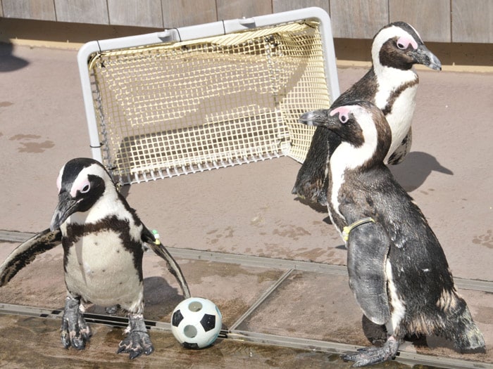 Cape Penguins stand next to a minature soccer ball at the Hakkeijima Sea Paradise aquarium in Yokohama, suburban Tokyo on June 1, 2010. The new attraction is for the upcoming FIFA World Cup in South Africa. (Photo: AFP)