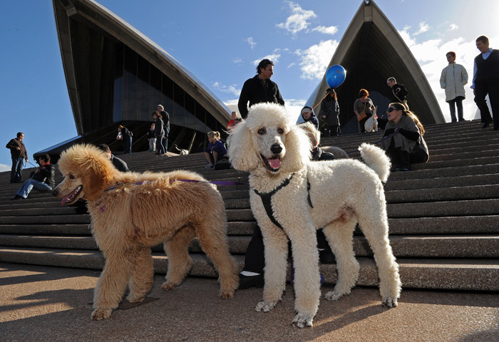 Dogs and their owners gather on the steps of the Sydney Opera House on June 5, 2010 for a world first 'Music for Dogs' concert, the brainchild of New York performance artist Laurie Anderson. Almost 1,000 dog-lovers packed onto the Opera House steps and forecourt to treat their beloved pets to the free outdoor event, which is part of the Vivid LIVE arts festival curated by Anderson and rock legend partner Lou Reed. (Photo: AFP)