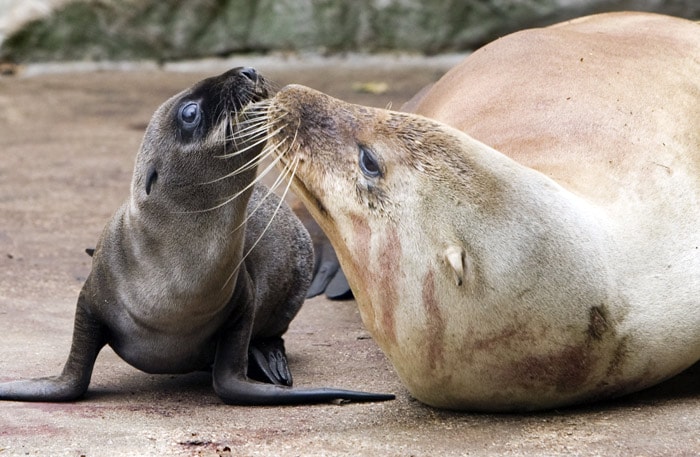 A Californian sea lion hugs her just born baby at the Amsterdam zoo Artis, on June 1, 2010. The California sea lion is the playful, noisy, exuberant, quick learning, 'trained seal' of the circus and zoo. (Photo: AFP)