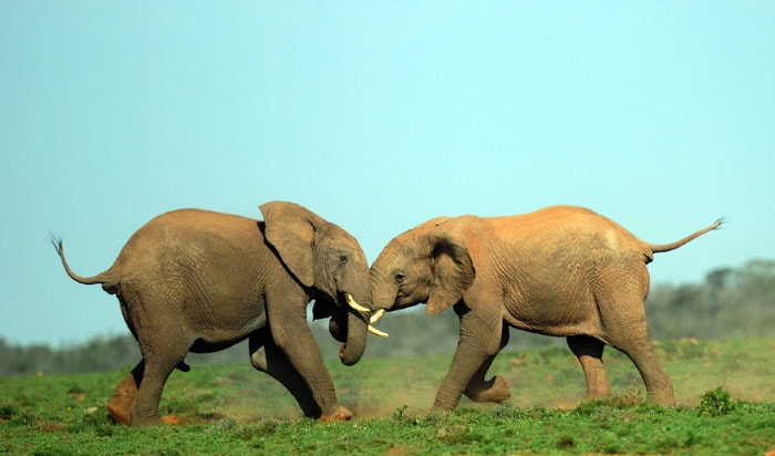 Elephants are pictured at Addo Elephant National Park in the Eastern Cape region of South Africa, near Port Elizabeth, on July 9,2010. (Photo: AFP)