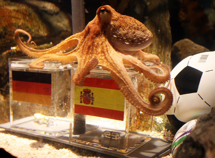 Paul the octopus sits on a box with decorated with a Spanish flag and a shell inside on July 6, 2010 at the Sea Life aquarium in Oberhausen, western Germany. Paul's task was to decide in favour of one of the shells hidden in boxes with the flags of Germany (L) and Spain to act thus as oracle for the semi-final match of the FIFA Football World Cup between the two countries on July 7, 2010 in Durban, South Africa. Paul, who had predicted well the result of five matches earlier in the tournament, decided for Spain. (Photo: AFP)