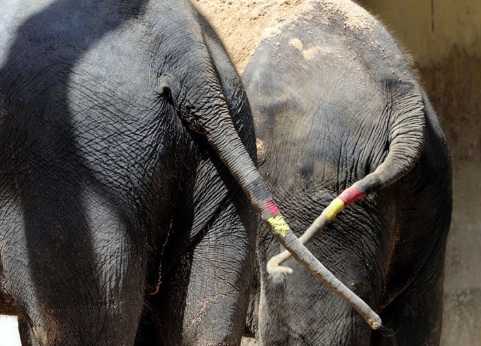 The colours of the German national flag are painted on the tails of two Indian elephants at the zoo in Stuttgart, southern Germany, on July 9, 2010. The summer in Germany continues with temperatures remaining over 30 degrees Celsius over the weekend. (Photo: AFP)