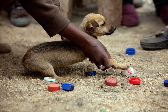 Children reproduce the 2010 World Cup tournament with caps, empty bottles, cans, a ping pong ball and a puppy as a goal scorer in the Soweto neighborhood of Jabulani, suburban Johannesburg on July 5, 2010. The semi-final stage of the World Cup begins on July 6. Jabulani is the name of the official South Africa World Cup ball. (Photo: AFP)