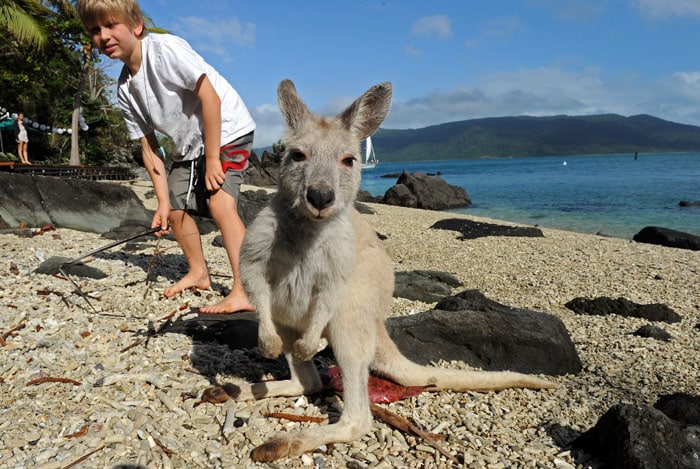 In a picture taken on July 11, 2010 Coen, age 8, tries to befriend a rare albino kangaroo at Lovers' Cove on Daydream Island in the Whitsundays archipelago off Queensland. Albinism (from Latin albus, "white") is a congenital disorder characterized by the complete or partial absence of pigment in the hair due to the absence of an enzyme involved in the production of melanin. (Photo: AFP)