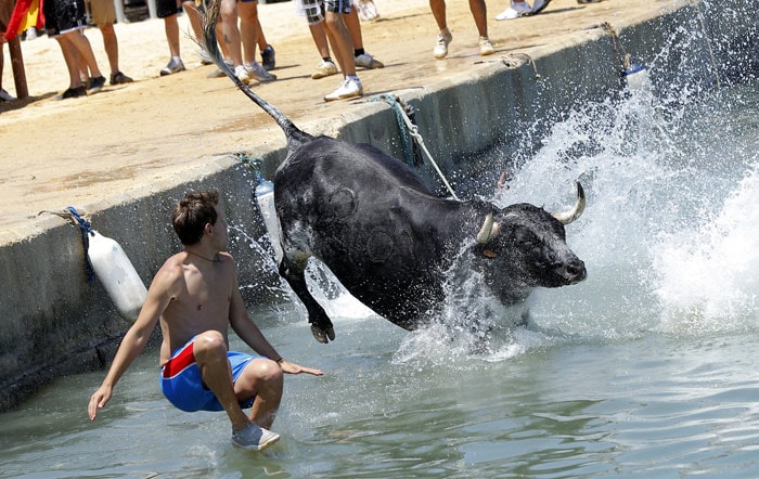 A bull jumps into the water during the traditional running of bulls at Denia's harbour on July 5, 2010. (Photo: AFP)