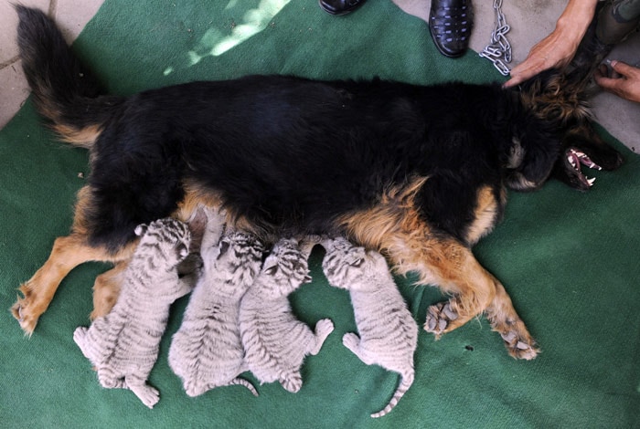 In this Tuesday, July 6, 2010 photo, a dog nurses quadruplet white Bengal tiger cubs at a zoo in Taiyuan, in north China's Shanxi province. The tiger cubs were abandoned by their mother after their births on June 20. (Photo: AP)