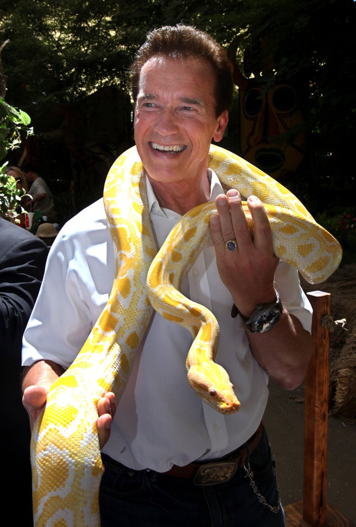 Gov. Arnold Schwarzenegger is draped with a seven-foot long Albino Burmese Python, named Buttercup, during his visit on the opening day of the California State Fair in Sacramento, Calif., on Wednesday, July 14, 2010. In an attempt to increase attendance, the fair opened one month earlier than previous years and will run until Aug. 1. (Photo: AP)