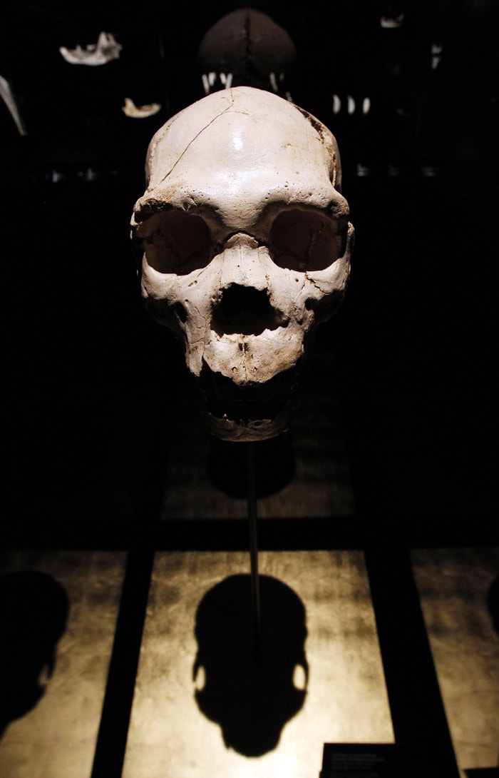 View of a skull of an adult Homo heidelbergensis, found in Sima de los Huesos, near Burgos in 1992, on display at the Museum of Human Evolution (MEH) on July 13, 2010 in Burgos, near the archaeological site of Atapuerca. The Museum of Human Evolution in Burgos (MEH) expects to attract around 300,000 visitors each year, a total area of 15,000 m2, distributed between a permanent exhibition space and temporary exhibitions. (Photo: AFP)