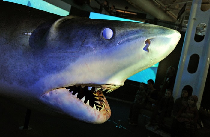 Visitors of the Sydney Aquarium (R) look at the world's largest animatronics shark on July 12, 2010. The White Pointer Shark is 7.4 metres in length, constructed from fibreglass, silicone, steel and urethane and has four movable parts, a mouth that opens, protruding jaws, a snout that moves upwards and eyes that roll back in their sockets. (Photo: AFP)